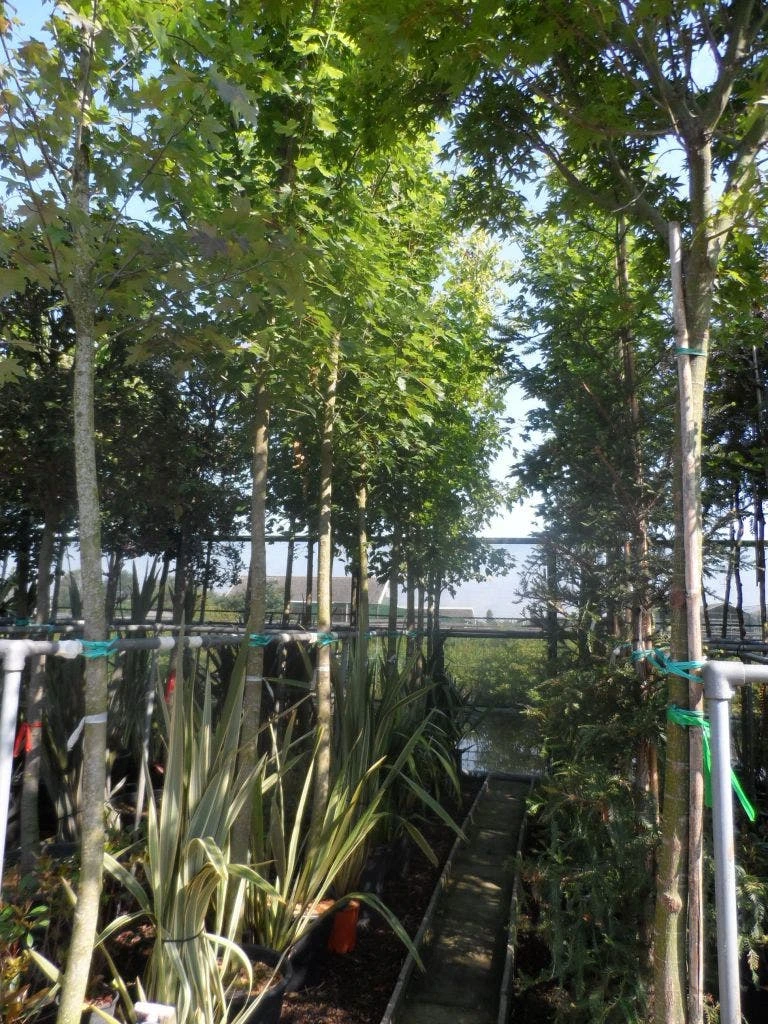 Esdoorn (Acer Freemanii 'Autumn Blaze') 5 Esdoorn (Acer Freemanii 'Autumn Blaze') - Afbeelding 3