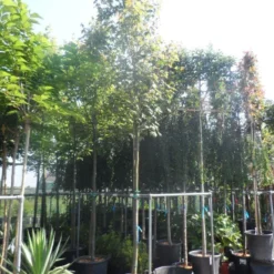 Esdoorn (Acer Freemanii 'Autumn Blaze') 9 Esdoorn (Acer Freemanii 'Autumn Blaze') -Goedkope Tuin Kunst Winkel acer freemanii autumn blaze 14 16ho cont