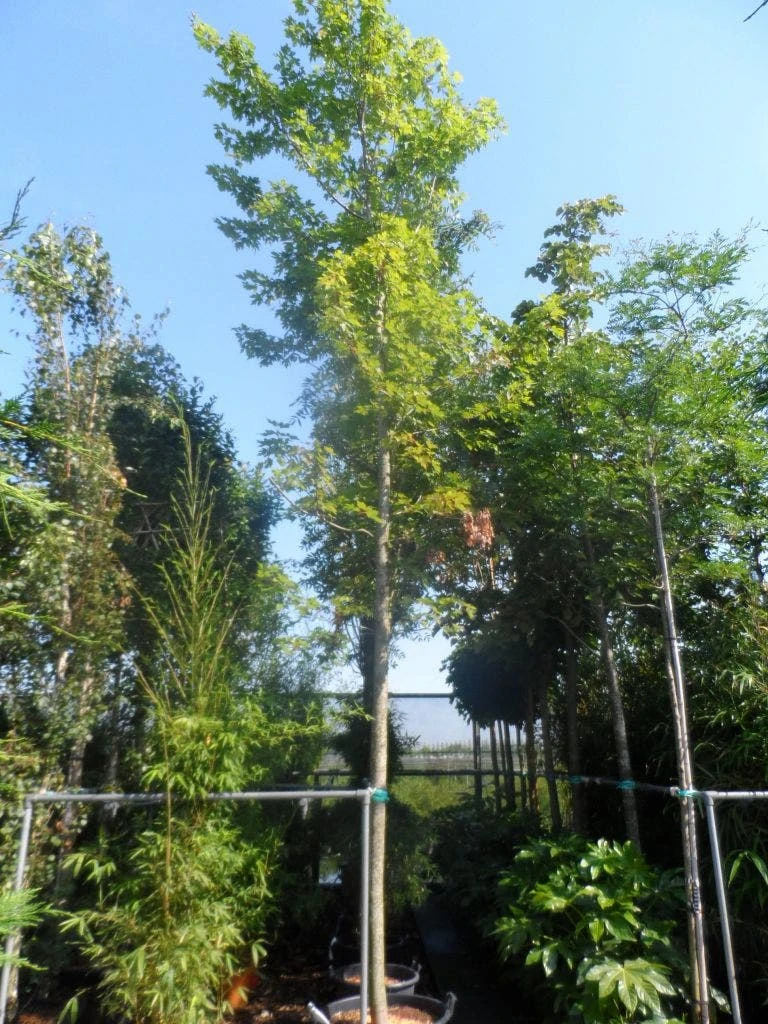 Esdoorn (Acer Freemanii 'Autumn Blaze') 4 Esdoorn (Acer Freemanii 'Autumn Blaze') - Afbeelding 2