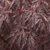 Japanse Esdoorn Op Stam (Acer Palmatum 'Inabe Shidare')