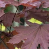 Noorse Esdoorn (Acer Platanoides 'Crimson Sentry') -Goedkope Tuin Kunst Winkel acer platanoides crimson 1