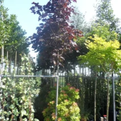 Rode Esdoorn (Acer Platanoides 'Crimson King') -Goedkope Tuin Kunst Winkel acer platanoides crimson king 10 12ho cont