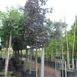 Rode Esdoorn (Acer Platanoides 'Crimson King') -Goedkope Tuin Kunst Winkel acer platanoides crimson king 20 25ho c130