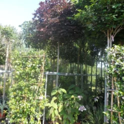 Noorse Esdoorn (Acer Platanoides 'Crimson Sentry') -Goedkope Tuin Kunst Winkel acer platanoides crimson sentry 12 14ho cont. bol