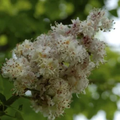 Paardenkastanje (Aesculus Hippocastanum 'Baumannii')