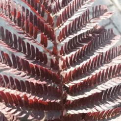 Perzische Slaapboom Als Boom (Albizia Julibrissin 'Summer Chocolate') 18 Perzische Slaapboom Als Boom (Albizia Julibrissin 'Summer Chocolate') -Goedkope Tuin Kunst Winkel albizia jul. summer chocolate 3