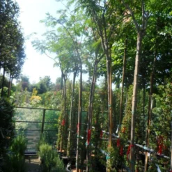 Perzische Slaapboom (Albizia Julibrissin) 18 Perzische Slaapboom (Albizia Julibrissin) -Goedkope Tuin Kunst Winkel albizia julibrissin 8 10 12ho cont