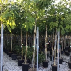 Perzische Slaapboom (Albizia Julibrissin) 23 Perzische Slaapboom (Albizia Julibrissin) -Goedkope Tuin Kunst Winkel albizia julibrissin 8 10