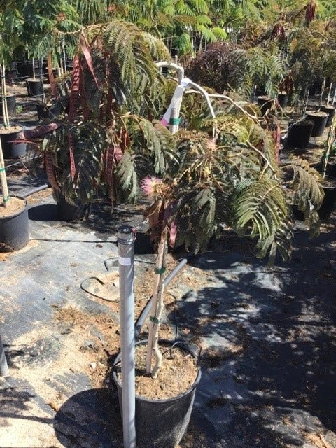 Perzische Slaapboom Als Halfstam (Albizia 'Chocolate Fountain') 4 Perzische Slaapboom Als Halfstam (Albizia 'Chocolate Fountain') - Afbeelding 2