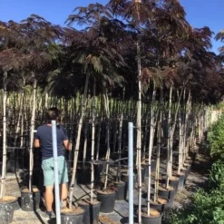 Perzische Slaapboom Als Boom (Albizia Julibrissin 'Summer Chocolate') 17 Perzische Slaapboom Als Boom (Albizia Julibrissin 'Summer Chocolate') -Goedkope Tuin Kunst Winkel albizia julibrissin summer chocolate r 8 10