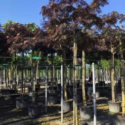 Perzische Slaapboom Als Boom (Albizia Julibrissin 'Summer Chocolate') 20 Perzische Slaapboom Als Boom (Albizia Julibrissin 'Summer Chocolate') -Goedkope Tuin Kunst Winkel albizia sumer chocolate 14 16