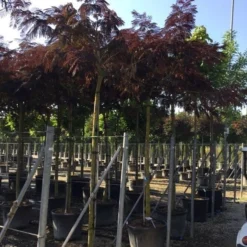 Perzische Slaapboom Als Boom (Albizia Julibrissin 'Summer Chocolate') 19 Perzische Slaapboom Als Boom (Albizia Julibrissin 'Summer Chocolate') -Goedkope Tuin Kunst Winkel albizia sumer chocolate 14 16 2