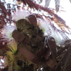 Perzische Slaapboom Als Boom (Albizia Julibrissin 'Summer Chocolate') 26 Perzische Slaapboom Als Boom (Albizia Julibrissin 'Summer Chocolate') -Goedkope Tuin Kunst Winkel albizia summer chocolate