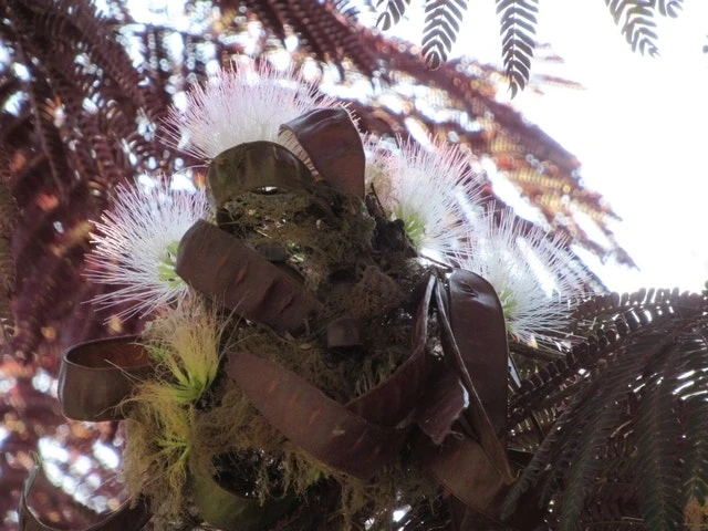 Perzische Slaapboom Als Boom (Albizia Julibrissin 'Summer Chocolate') 14 Perzische Slaapboom Als Boom (Albizia Julibrissin 'Summer Chocolate') - Afbeelding 12