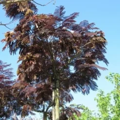 Perzische Slaapboom Als Boom (Albizia Julibrissin 'Summer Chocolate') 21 Perzische Slaapboom Als Boom (Albizia Julibrissin 'Summer Chocolate') -Goedkope Tuin Kunst Winkel albizia summer chocolate 2