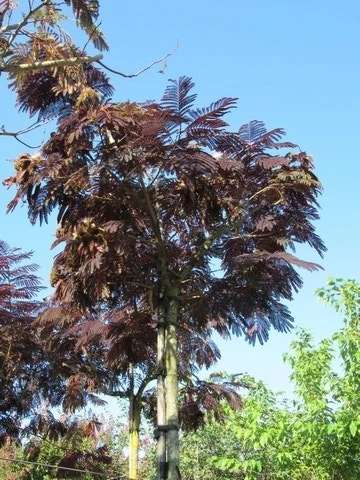 Perzische Slaapboom Als Boom (Albizia Julibrissin 'Summer Chocolate') 9 Perzische Slaapboom Als Boom (Albizia Julibrissin 'Summer Chocolate') - Afbeelding 7