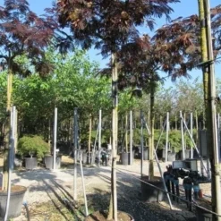 Perzische Slaapboom Als Boom (Albizia Julibrissin 'Summer Chocolate') 22 Perzische Slaapboom Als Boom (Albizia Julibrissin 'Summer Chocolate') -Goedkope Tuin Kunst Winkel albizia summer chocolate 3