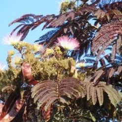 Perzische Slaapboom Als Boom (Albizia Julibrissin 'Summer Chocolate') 23 Perzische Slaapboom Als Boom (Albizia Julibrissin 'Summer Chocolate') -Goedkope Tuin Kunst Winkel albizia summer chocolate 4