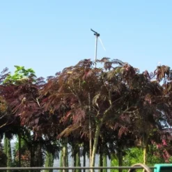 Perzische Slaapboom Als Boom (Albizia Julibrissin 'Summer Chocolate') 24 Perzische Slaapboom Als Boom (Albizia Julibrissin 'Summer Chocolate') -Goedkope Tuin Kunst Winkel albizia summer chocolate 5