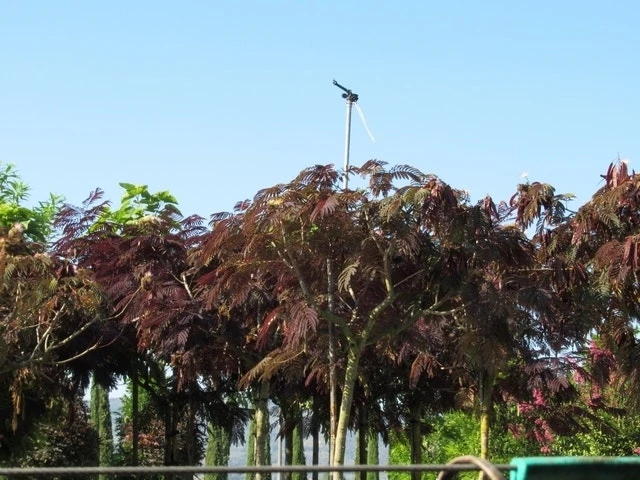 Perzische Slaapboom Als Boom (Albizia Julibrissin 'Summer Chocolate') 12 Perzische Slaapboom Als Boom (Albizia Julibrissin 'Summer Chocolate') - Afbeelding 10