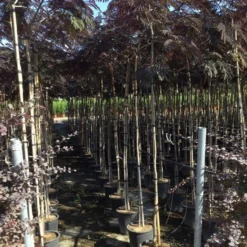 Perzische Slaapboom Als Boom (Albizia Julibrissin 'Summer Chocolate') 25 Perzische Slaapboom Als Boom (Albizia Julibrissin 'Summer Chocolate') -Goedkope Tuin Kunst Winkel albizia summer chocolate 6 8