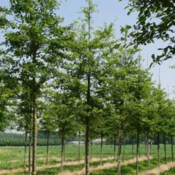 Krent Als Boom (Amelanchier Lamarckii) -Goedkope Tuin Kunst Winkel amelanchier lamarckii s 18 20