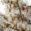 Krent Als Boom (Amelanchier Lamarckii) -Goedkope Tuin Kunst Winkel amelanchier lamarckii01 1