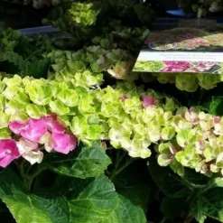 Hortensia (Hydrangea 'Magical Jewel Pink') -Goedkope Tuin Kunst Winkel amethyst01c