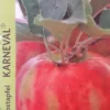 Appelboom (Malus Domestica 'Karneval') 1 Appelboom (Malus Domestica 'Karneval') -Goedkope Tuin Kunst Winkel appel 2