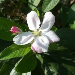 Lei-Appel (Malus Domestica 'Elstar') 11 Lei-Appel (Malus Domestica 'Elstar') -Goedkope Tuin Kunst Winkel appelbloesemelstar01 2