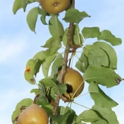 Appelboom (Malus Domestica ) -Goedkope Tuin Kunst Winkel appelboom