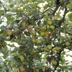 Appelboom (Malus Domestica ) -Goedkope Tuin Kunst Winkel appelboom 1