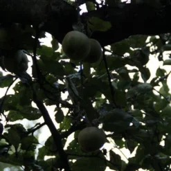 Appelboom (Malus Domestica ) -Goedkope Tuin Kunst Winkel appelboom 2