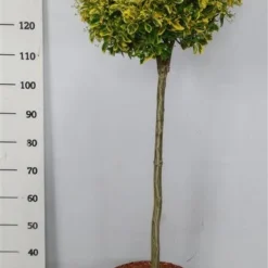 Kardinaalshoed Op Stam (Euonymus Japonicus 'Aureus') -Goedkope Tuin Kunst Winkel bc88a2ba3e99a73a1f95554f396bcc6d