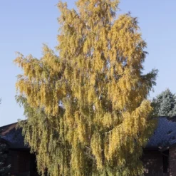 Berk (Betula Pendula 'Laciniata')