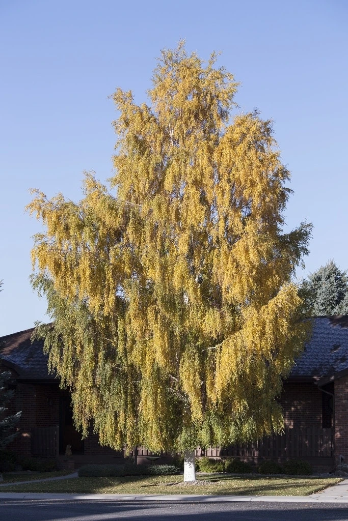 Berk (Betula Pendula 'Laciniata') 3 Berk (Betula Pendula 'Laciniata')