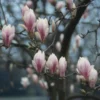 Beverboom (Magnolia Soulangeana Als Boom) -Goedkope Tuin Kunst Winkel beverboom magnolia soulangeana 507 644