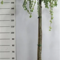 Treurceder Op Stam (Cedrus Libani 'Glauca Pendula') -Goedkope Tuin Kunst Winkel bf626bb3ffe06d8a36e0e5cfc965630a