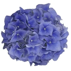 Hortensia Blue Ballad (Hydrangea 'Music Collection') -Goedkope Tuin Kunst Winkel blue ballad