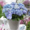 Hortensia Blue Ballad (Hydrangea 'Music Collection') -Goedkope Tuin Kunst Winkel blue ballad 4