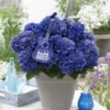 Hortensia Blue Boogiewoogie (Hydrangea 'Music Collection') -Goedkope Tuin Kunst Winkel blue boogiewoogie 2 3