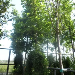 Papiermoerbei (Broussonetia Papyrifera) -Goedkope Tuin Kunst Winkel broussonetia papyrifera 16 18ho cont