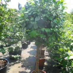 Camelia Op Stam (Camellia Japonica) -Goedkope Tuin Kunst Winkel camellia japonica halfstam c35 50