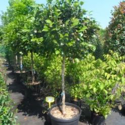 Camelia Op Stam (Camellia Japonica) -Goedkope Tuin Kunst Winkel camellia japonica halfstam c70 extra