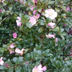 Camelia Als Boom (Camellia Sasanqua) 6 Camelia Als Boom (Camellia Sasanqua) -Goedkope Tuin Kunst Winkel camellia sasangua 2 1