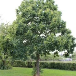 Tamme Kastanje (Castanea Sativa) -Goedkope Tuin Kunst Winkel castanea sativa tamme kastanje 2