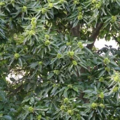 Tamme Kastanje (Castanea Sativa) -Goedkope Tuin Kunst Winkel castanea sativa tamme kastanje 3