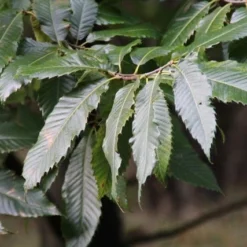 Tamme Kastanje (Castanea Sativa) -Goedkope Tuin Kunst Winkel castanea sativa tamme kastanje 8