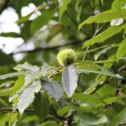 Tamme Kastanje (Castanea Sativa) -Goedkope Tuin Kunst Winkel castanea sativa tamme kastanje 9