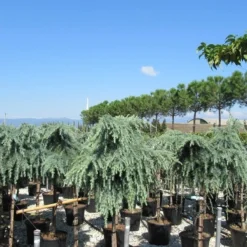 Treurceder Op Stam (Cedrus Libani 'Glauca Pendula') -Goedkope Tuin Kunst Winkel cedrus